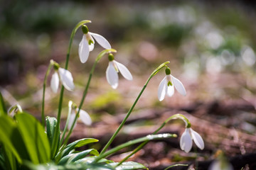 Obraz premium Spring snowdrop flowers in spring forest on blurred bokeh background