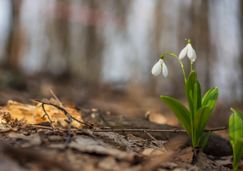 Beautiful first flowers snowdrops in spring forest