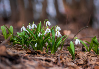 Beautiful first flowers snowdrops in spring forest