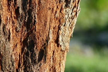 Fototapeta premium Cropped, close up of a tree bark, blurred background