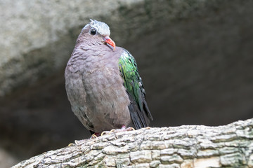 gray capped emerald dove is perched high