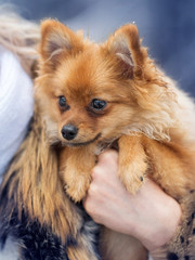 A beautiful young woman is walking with a dog through a snowy forest. Concept. Caring for pets. Spitz puppy. Winter.