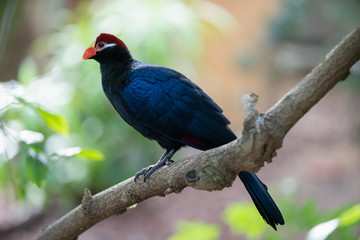 violet turaco is perched high