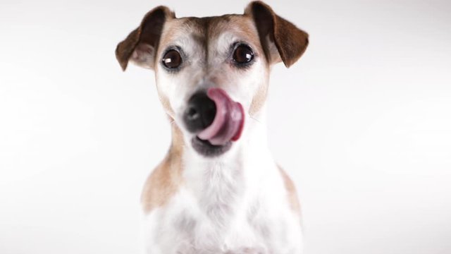 cute happy small dog licking looking to the camera. White background . Video footage. Lovely pretty pet puppy