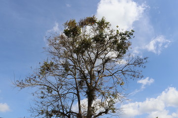 tree against blue sky