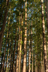 Eucalyptus Plantation