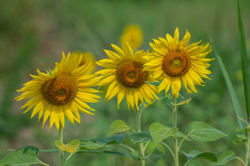 Sunflower