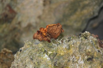 Fallen orange leaves sitting on top of a big rock