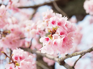 大寒桜が満開な日本の春の風景