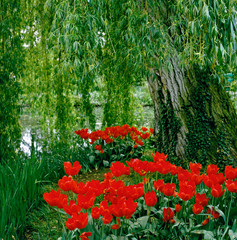 The Lilypond with the flowering tulips and a weeping willow at Claude Monet’s garden