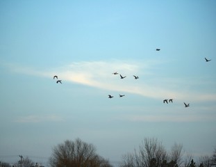 Silhouette of birds flying in the skies in winter