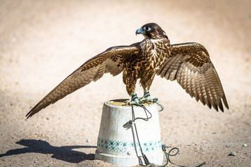 Falcon for Selling