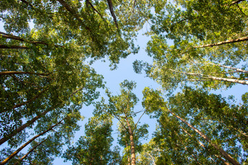 Eucalyptus Plantation