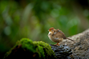 Puff-throated babbler