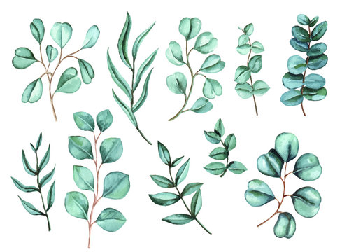 Watercolor eucalyptus vector big set. Hand painted baby, seeded and silver dollar eucalyptus branch isolated on white background. Floral illustration for design, print, fabric