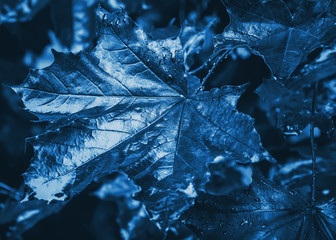 Dark Blue Leaves With Water Drops Close-up - 320804641