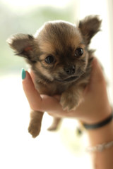 little chihuahua puppy in a woman hand