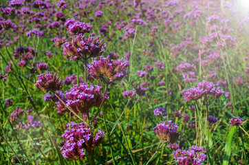 Obraz premium Purple flower field in the morning
