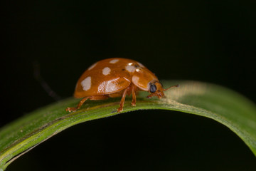 Beetle Calvia quatuordecimguttata in nature. 