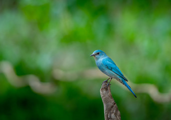 Verditer flycatcher