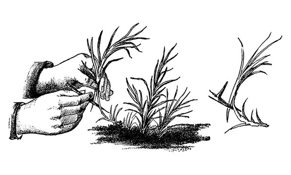 Antique Vintage Line Art Illustration, Engraving Or Drawing Of Hand Cutting Carnation Or Dianthus Or Clove Pink Plant Or Flower. From Book Plants In Room, Prague, 1898.