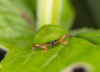 A tortoise beetle, Cassida sp, Family Chrysomelidae.  Cassida is a large Old World genus of tortoise beetles in the subfamily Cassidinae.