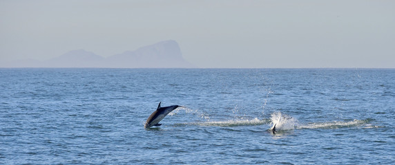 Dolphin, swimming in the ocean and hunting for fish. Dolphin swim and jumping from the water. The Long-beaked common dolphin (scientific name: Delphinus capensis) in atlantic ocean.