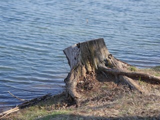 Fototapeta premium Tree stump left by the side of a pond