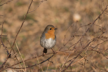 A european robin on some vegetation in winter