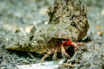 Blue-eye Hermit Crab at Blue Heron Bridge in Florida