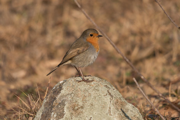 A european robin standing on a rock