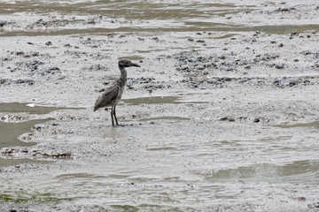 Héron strié, le plus petit héron de Guyane