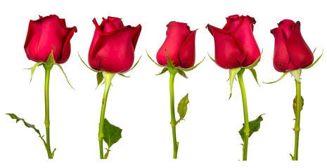 Red roses isolated set on white background.