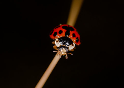 Hippodamia tredecimpunctata, commonly known as the thirteen-spot ladybeetle, is a species of lady beetle. Beetle Ladybird Hippodamia tredecimpunctata. 