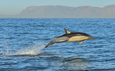 Dolphin, swimming in the ocean and hunting for fish. Dolphin swim and jumping from the water. The Long-beaked common dolphin (scientific name: Delphinus capensis) in atlantic ocean.