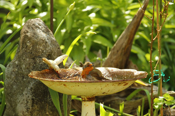 Ein Rotkehlchen badet im Sommer im Garten im Wasser einer Vogeltränke, Erithacus rubecula