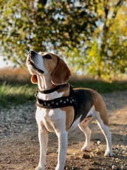 Beagleweibchen in der Abendsonne