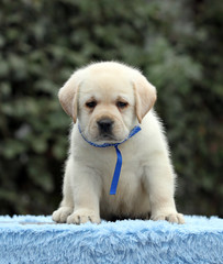 a labrador puppy on a blue background