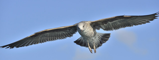 Flying Juvenile Kelp gull (Larus dominicanus), also known as the Dominican gull and Black Backed Kelp Gull. Blue sky background. False Bay, South Africa