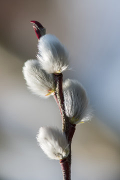 flauschige Weidek&auml;tzchen als Fr&uuml;hbl&uuml;her im Vorfr&uuml;hling gl&auml;nzen in der Fr&uuml;hlings Sonne