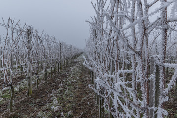 Fototapeta na wymiar Frosty and foggy weather in the wine orchard during the winter