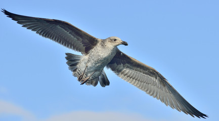 Flying Juvenile Kelp gull (Larus dominicanus), also known as the Dominican gull and Black Backed Kelp Gull. Blue sky background. False Bay, South Africa