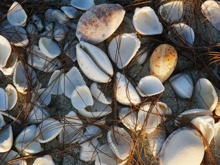 Shells scattered in a sandy beach, close up