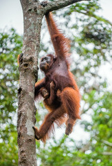 Mother orangutan and cub in a natural habitat. Bornean orangutan (Pongo  pygmaeus wurmmbii) in the wild nature. Rainforest of Island Borneo. Indonesia.