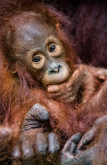 Cub of Central Bornean orangutan ( Pongo pygmaeus wurmbii )  in natural habitat. Wild nature in Tropical Rainforest of Borneo. Indonesia