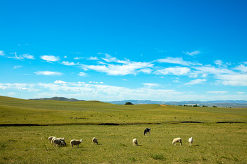  Sheep flock  is on the grassland