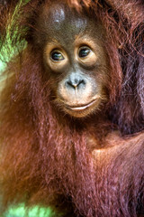 Cub of Central Bornean orangutan ( Pongo pygmaeus wurmbii )  in natural habitat. Wild nature in Tropical Rainforest of Borneo. Indonesia