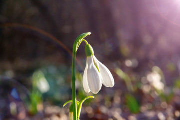 First snowdrops in the forest.