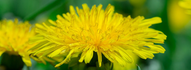 Yellow dandelion flower in green grass.