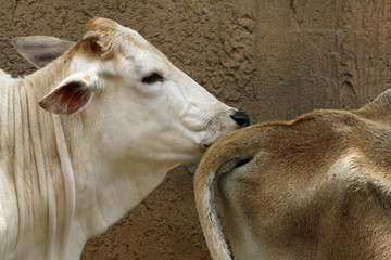 Zebu